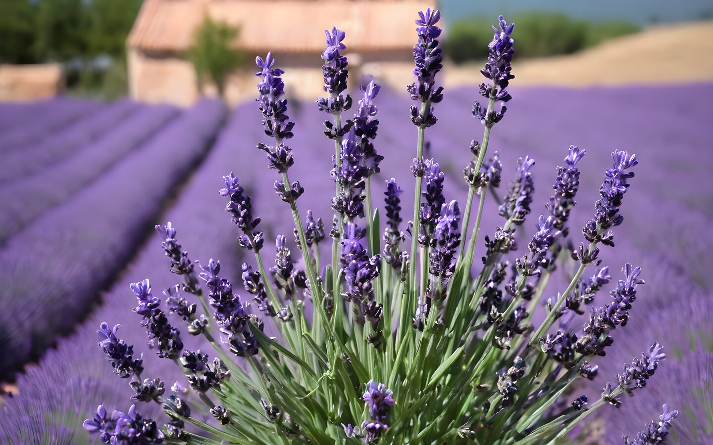 LAVANDA USOS